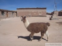 tierische Besucher - Bolivien