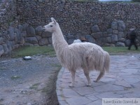 Alpaka - Peru