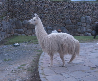 Alpaka - Peru